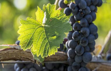 Bad Wimpfen und der Wein | © TMBW