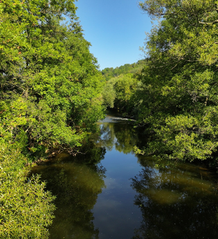 Die Jagst bei Mulfingen mit Bäumen am Ufer | © Touristikgemeinschaft Hohenlohe e.V. | Andi Schmid
