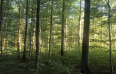 Bannwald - Neckarschleife - Evolutionspfad