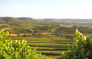 Schöne Aussicht von den Weinreben des Weinausschanks Weingut Holzapfel | Neckarsulm | HeilbronnerLand | © Weinausschank Weingut Holzapfel