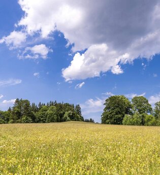 Bio-Sterne Hanf aus Hohenlohe  | Gläserne Produktion | © TMBW