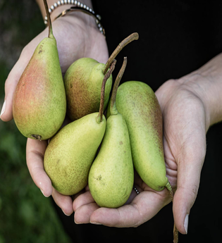 Birnen haltende Hände | © TMBW