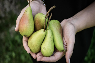 Birnen haltende Hände | © TMBW