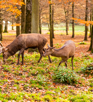 Bunte Herbstführung | © © JC