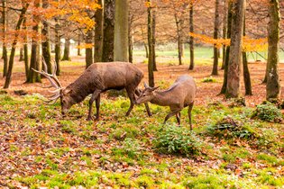 Bunte Herbstführung | © Erlebnispark Tripsdrill