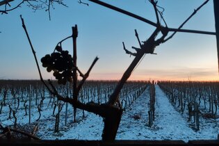 Winter im Weinberg | Winterliche Weinerlebnistouren | © NZT