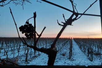 Winter im Weinberg | Winterliche Weinerlebnistouren | © NZT