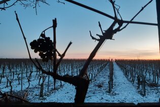 Winter im Weinberg | Winterliche Weinerlebnistouren | © NZT