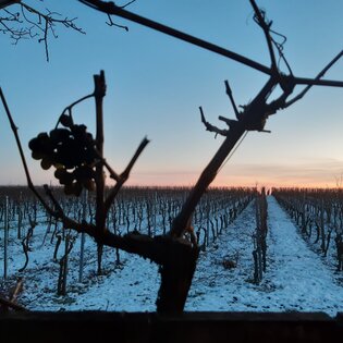 Winter im Weinberg | Winterliche Weinerlebnistouren
