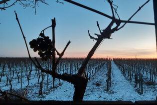 Winter im Weinberg | Winterliche Weinerlebnistouren | © NZT