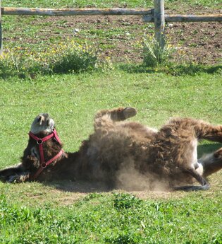 Das Glück hat lange Ohren - Hoferlebnis für die Familie