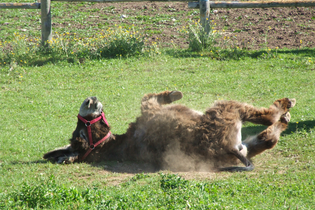 Das Glück hat lange Ohren - Hoferlebnis für die Familie