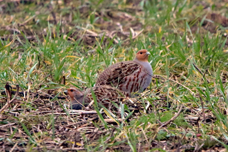 Das Rebhuhn - Vortragsabend zum Vogel des Jahres 2026 | © NABU | Sören Rust