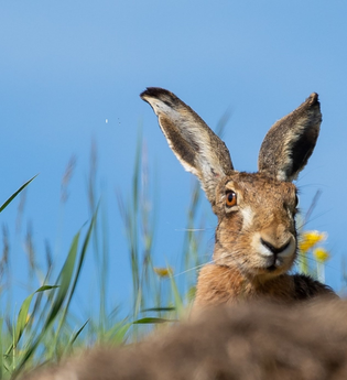 Feldhase in hohem Gras unter blauem Himmel. | © Forstamt Schwäbisch Hall