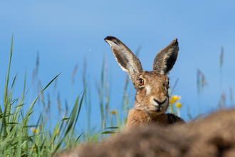 Feldhase in hohem Gras unter blauem Himmel. | © Forstamt Schwäbisch Hall