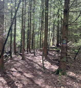 Naturnahe Pfade am Hemelbach | © Naturpark Reinhardswald e.V.