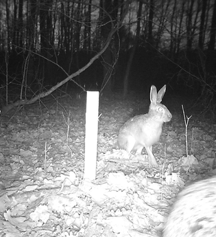 Der Wald und seine Bewohner im Winter | © Roland Fischer