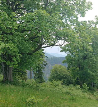 Die sanfte Medizin der Bäume