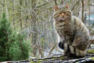Die Wildkatze erleben im Wildparadies Tripsdrill | © Naturpark SH