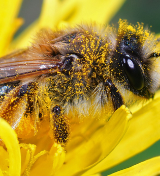 Honigbiene auf Blüte | © Freepik