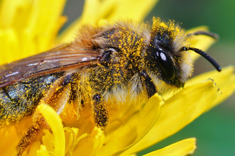 Honigbiene auf Blüte | © Freepik