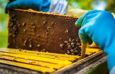 Die Wunderwelt der Bienen | Gläserne Imkerei 2026 | © REGIO-KDStudio