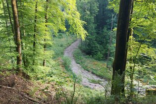 Durch die Wälder im Grimmbachtal