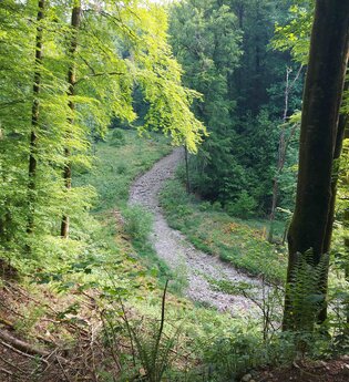 Durch die Wälder im Grimmbachtal