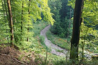 Durch die Wälder im Grimmbachtal