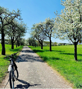 Ein E-Bike steht auf einem Weg, gesäumt von blühenden Bäumen, unter einem klaren blauen Himmel. | © Stadt Besigheim