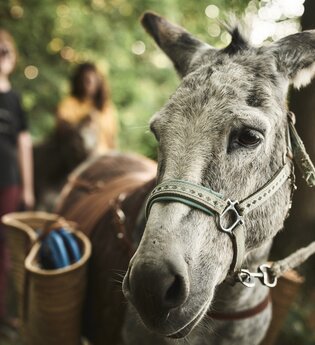 Eselwanderung, Personen sind mit einem Esel im Wald unterwegs | © Tourimia Tourismus GmbH | Stefan Leitner Photography