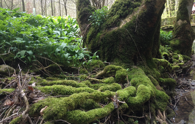 Baum im Kupfertal | © NLFH