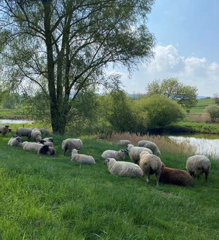 Wiese am See mit Schafen | © Stadt Ettenheim