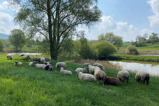 Wiese am See mit Schafen | © Stadt Ettenheim