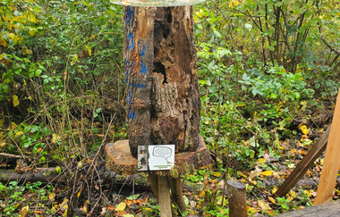 Eröffnung des Nistkastenlehrpfads am Naturparkzentrum- Entdeckertour durch die Welt der Waldvögel und Höhlenbrüter