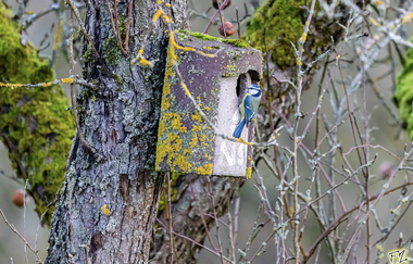 Eröffnung des Nistkastenlehrpfads am Naturparkzentrum- Entdeckertour durch die Welt der Waldvögel und Höhlenbrüter