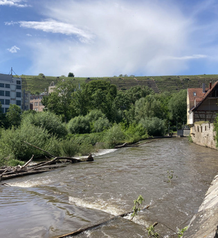 Fluss in Besigheim mit angrenzenden Gebäuden und Weinbergen im Hintergrund. | © Stadt Besigheim