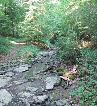 Eschentaler Bach - Den kühlen Wald genießen