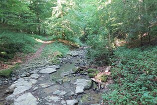 Eschentaler Bach - Den kühlen Wald genießen