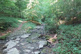Eschentaler Bach - Den kühlen Wald genießen