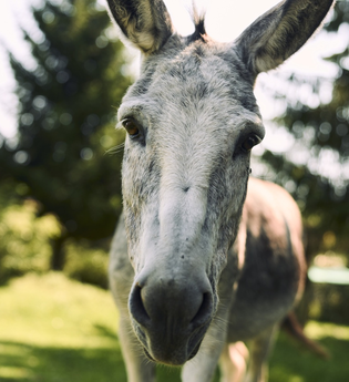 Ein Esel von vorne, der in die Kamera schaut, in der Natur | © Touristikgemeinschaft Hohenlohe e.V. | Stefan Leitner