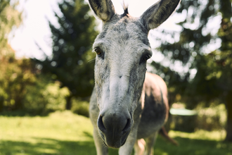 Ein Esel von vorne, der in die Kamera schaut, in der Natur | © Touristikgemeinschaft Hohenlohe e.V. | Stefan Leitner