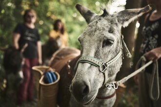Eselwanderung, Personen sind mit einem Esel im Wald unterwegs | © Tourimia Tourismus GmbH | Stefan Leitner Photography