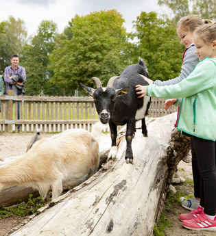 2 Mädchen streicheln eine Ziege im Ziegengehege Wildpark Schwarzach, die Eltern schauen dabei zu | © Touristikgemeinschaft Odenwald e.V.