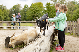 2 Mädchen streicheln eine Ziege im Ziegengehege Wildpark Schwarzach, die Eltern schauen dabei zu | © Touristikgemeinschaft Odenwald e.V.
