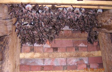 Fledermäuse finden Freunde – Mit dem Bat-Detektor auf Entdeckungsreise