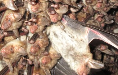 Fledermäuse finden Freunde – Mit dem Bat-Detektor auf Entdeckungsreise