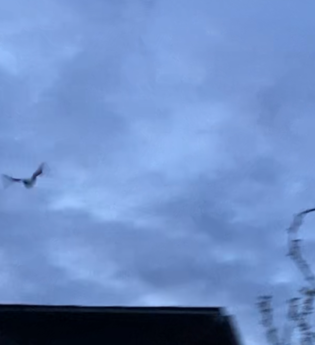 Fledermäuse finden Freunde – Mit dem Bat-Detektor auf Entdeckungsreise