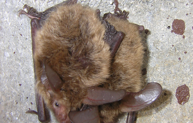 Fledermäuse finden Freunde – Mit dem Bat-Detektor auf Entdeckungsreise