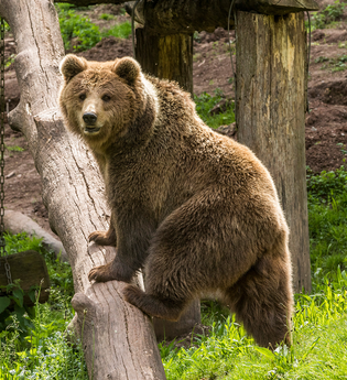 Frühlingserwachen im Wildparadies | © Erlebnispark Tripsdrill